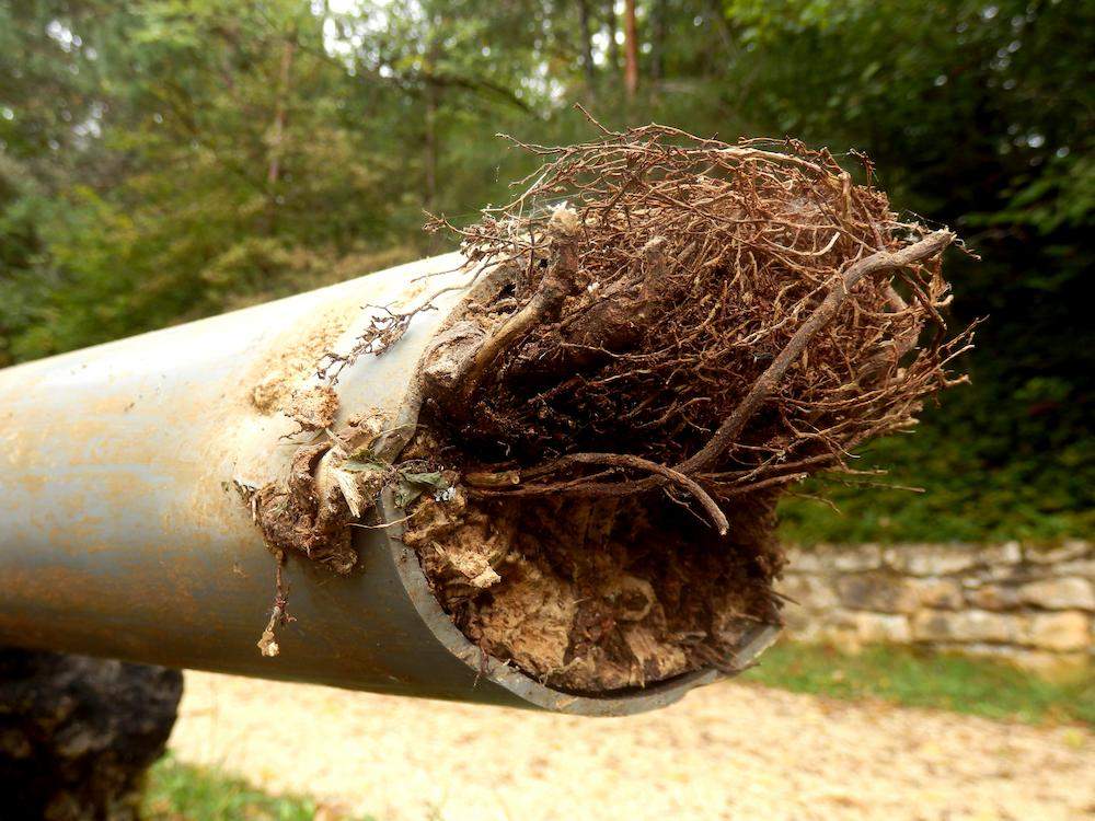 Featured image for post: Trees vs. Plumbing: Managing Root Intrusion in Flower Mound’s Established Neighborhoods