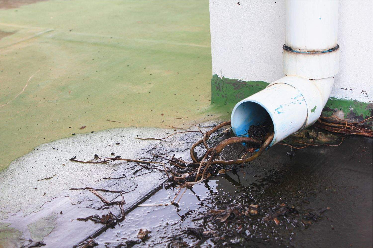 Featured image for post: Tree Roots in Sewer Lines: When to Call for Sewer Line Repair in Huntingdon Valley