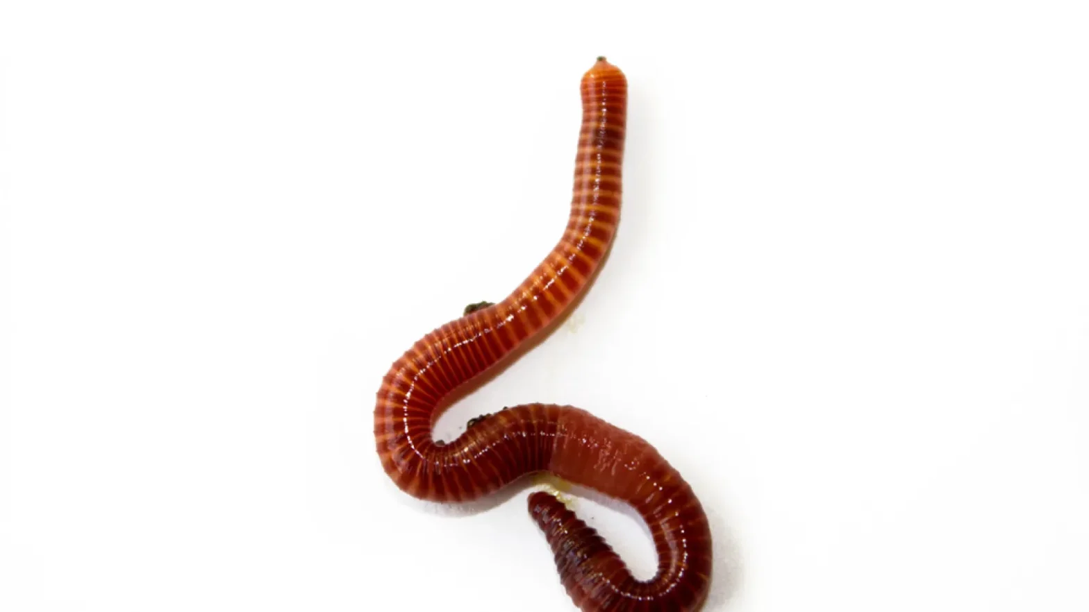 Featured image for post: Worms in Toilet: Here’s What’s Going On